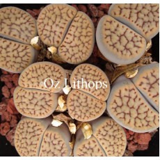 C075 - Seed